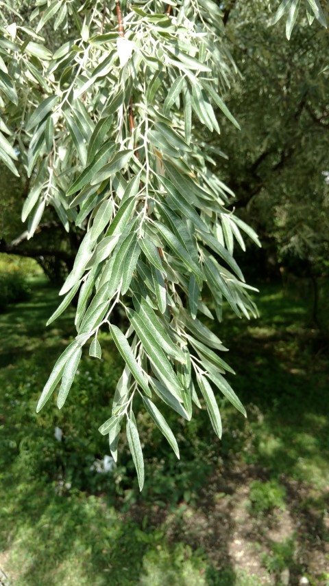 Elaeagnus angustifolia plantplacesimage20170812_152527.jpg