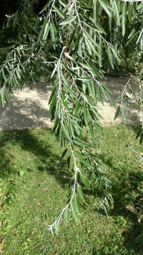 Elaeagnus angustifolia plantplacesimage20170812_152700.jpg