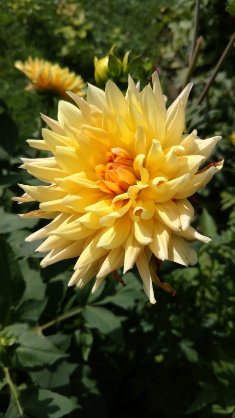 Dahlia hybrid plantplacesimage20170812_153319.jpg