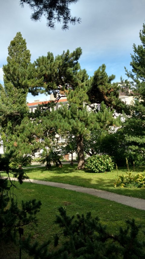 Pinus nigra plantplacesimage20170812_154253.jpg