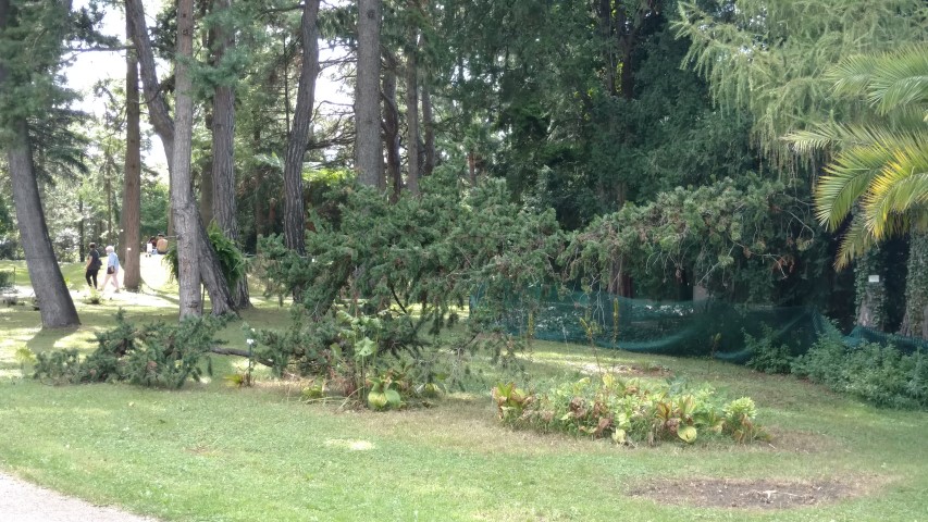 Pinus aristata plantplacesimage20170812_154346.jpg