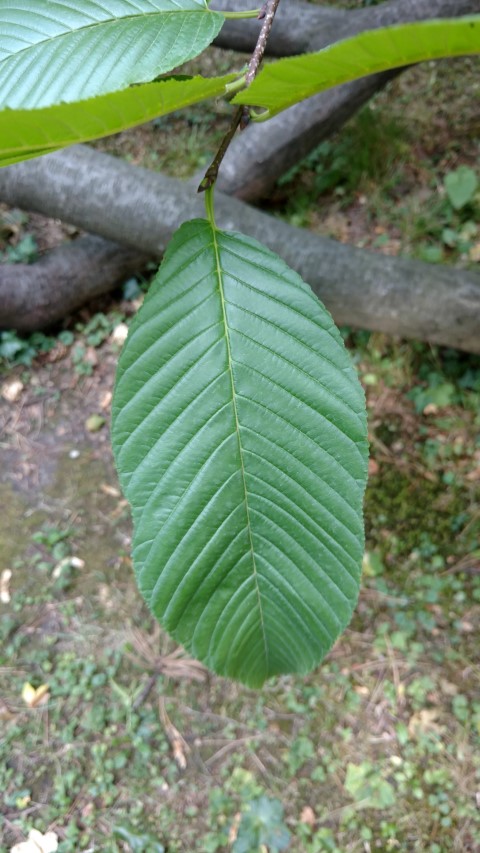 Rhamnus imeretina plantplacesimage20170812_154600.jpg