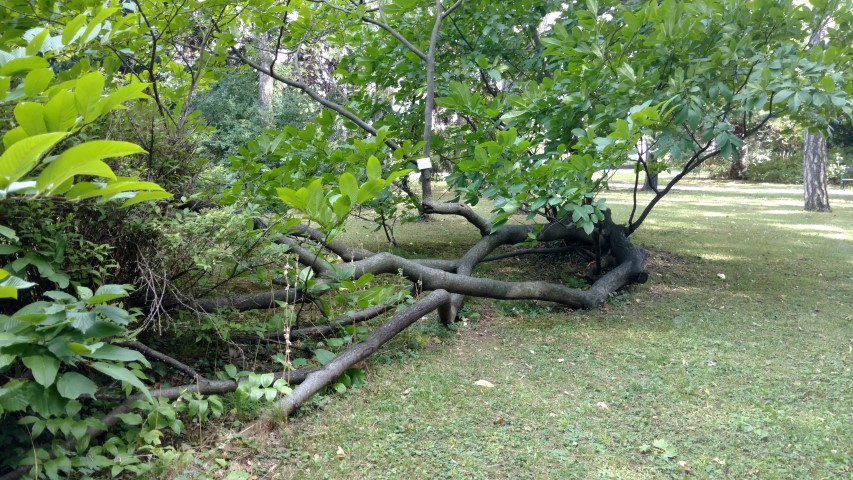 Rhamnus imeretina plantplacesimage20170812_154633.jpg