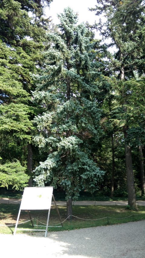 Picea pungens plantplacesimage20170812_160942.jpg