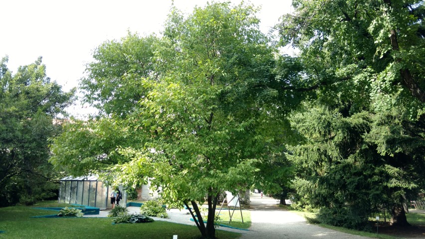 Prunus padus plantplacesimage20170812_161329.jpg