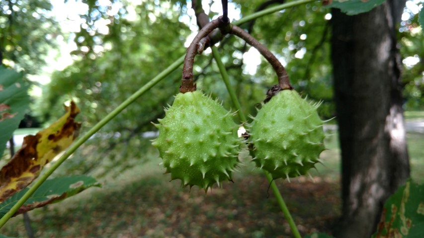Aesculus hippocastanum plantplacesimage20170812_162107.jpg