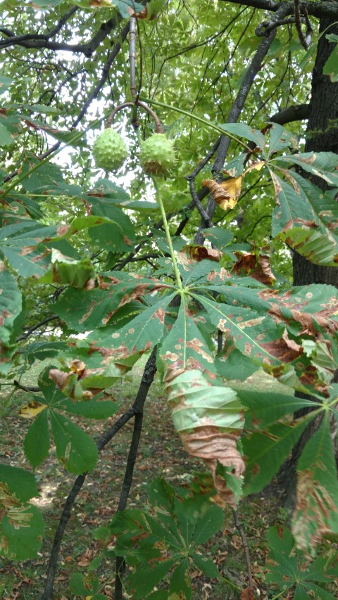 Aesculus hippocastanum plantplacesimage20170812_162136.jpg