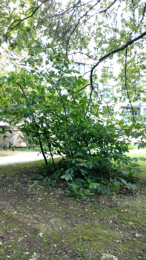 Asimina triloba plantplacesimage20170812_162447.jpg