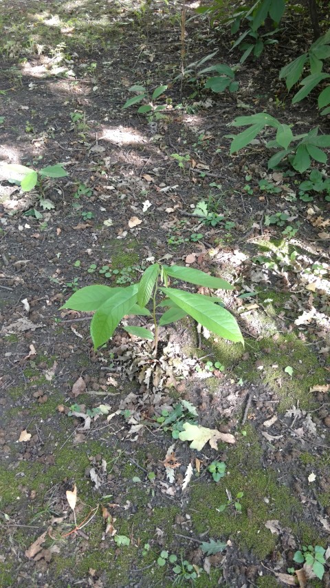 Asimina triloba plantplacesimage20170812_162501.jpg