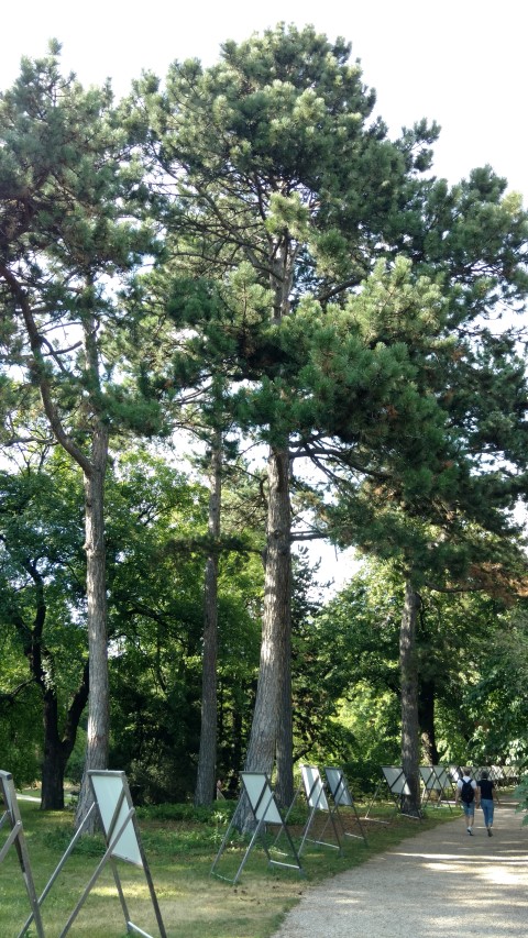 Pinus nigra plantplacesimage20170812_163818.jpg