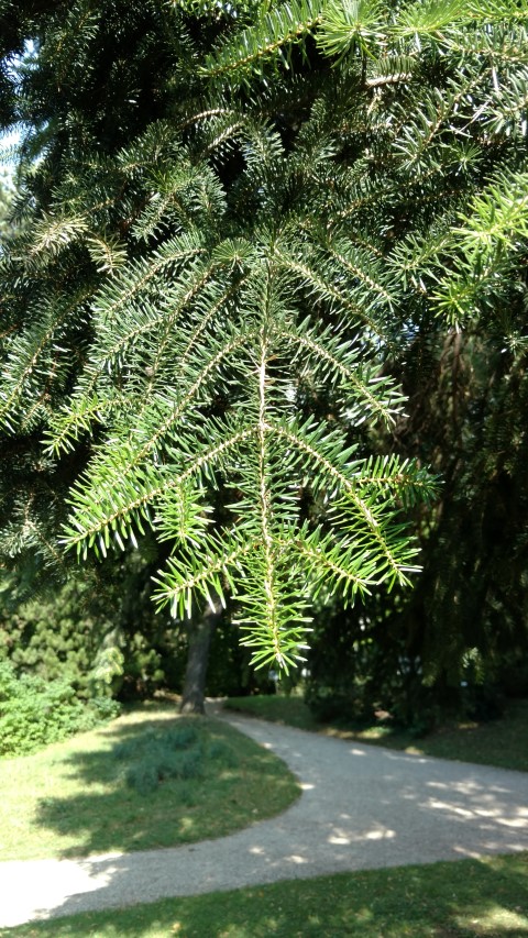 Abies cephalonica plantplacesimage20170812_164222.jpg