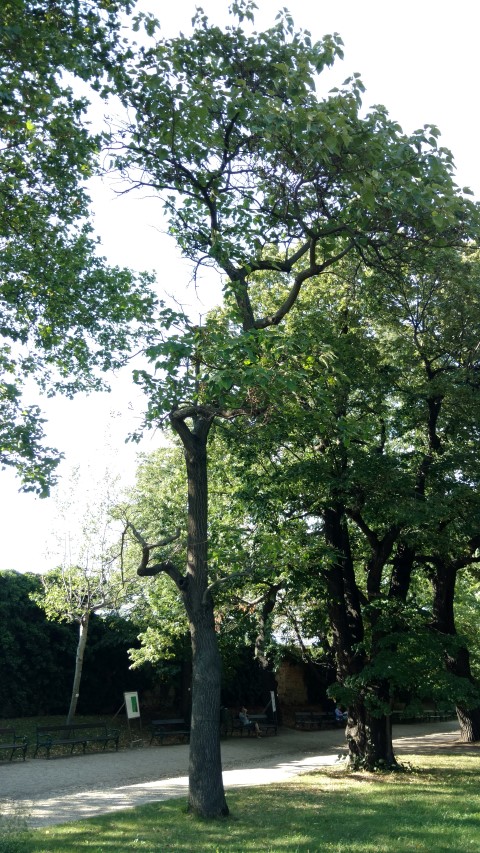 Paulownia tomentosa plantplacesimage20170812_170428.jpg