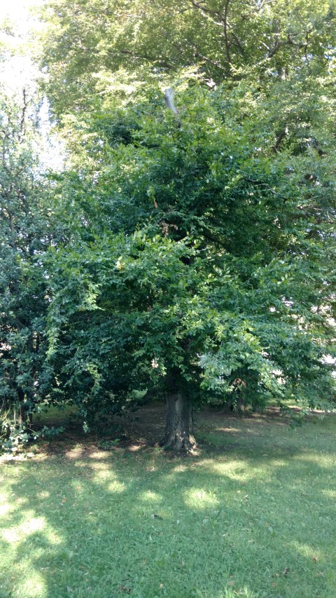 Carpinus betulus plantplacesimage20170812_171134.jpg