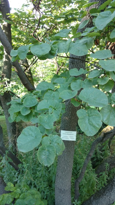 Cercis siliquastrum plantplacesimage20170812_175440.jpg
