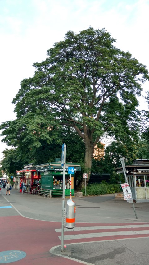 Ailanthus altissima plantplacesimage20170812_195417.jpg