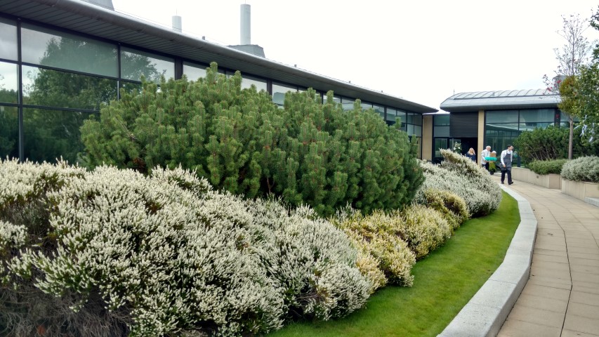 Pinus mugo plantplacesimage20170819_140828.jpg