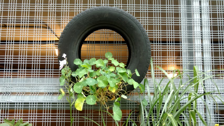 Tropaeolum spp plantplacesimage20170913_180754.jpg