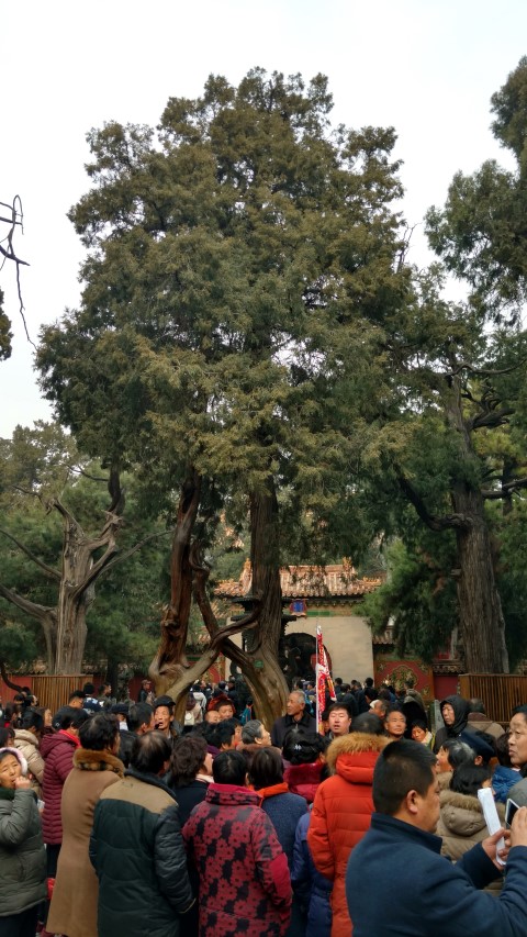 Cupressocyparis leylandii plantplacesimage20171121_112210.jpg