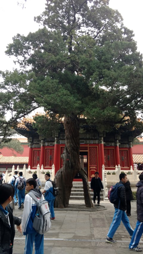 Taxodium distichum plantplacesimage20171121_112617.jpg