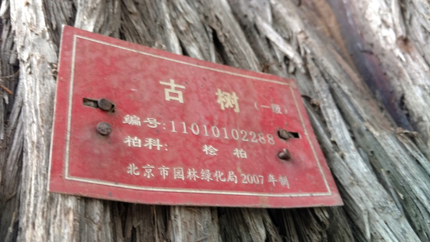 Taxodium distichum plantplacesimage20171121_112732.jpg