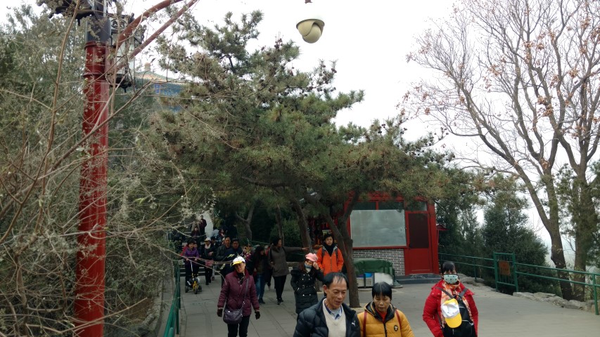 Pinus nigra plantplacesimage20171121_120323.jpg