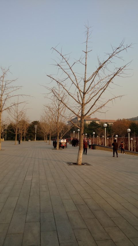 Ginkgo biloba plantplacesimage20171121_151752.jpg