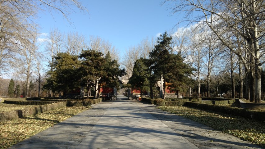 Pinus nigra plantplacesimage20171122_104410.jpg