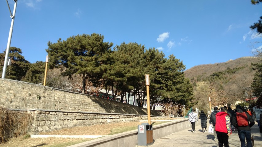 Pinus nigra plantplacesimage20171122_130527.jpg