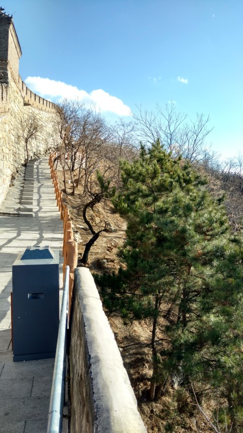 Pinus nigra plantplacesimage20171122_135656.jpg