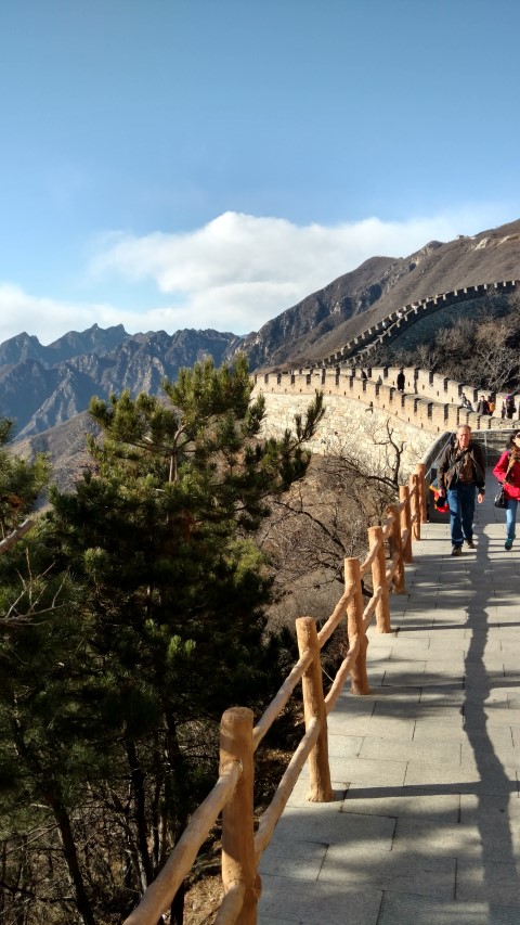 Pinus nigra plantplacesimage20171122_135735.jpg