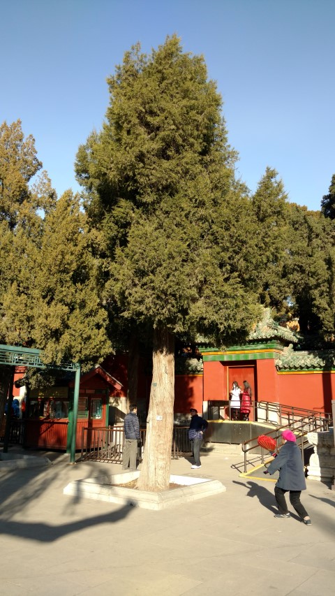 platycladus orientalis plantplacesimage20171123_092650.jpg