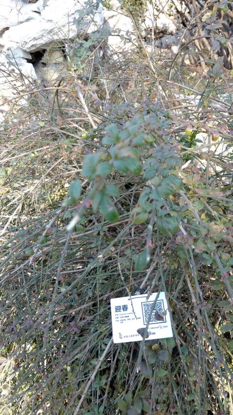 Jasminum nudiflorum plantplacesimage20171123_092930.jpg