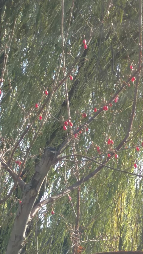 Cornus officinalis plantplacesimage20171123_093542.jpg