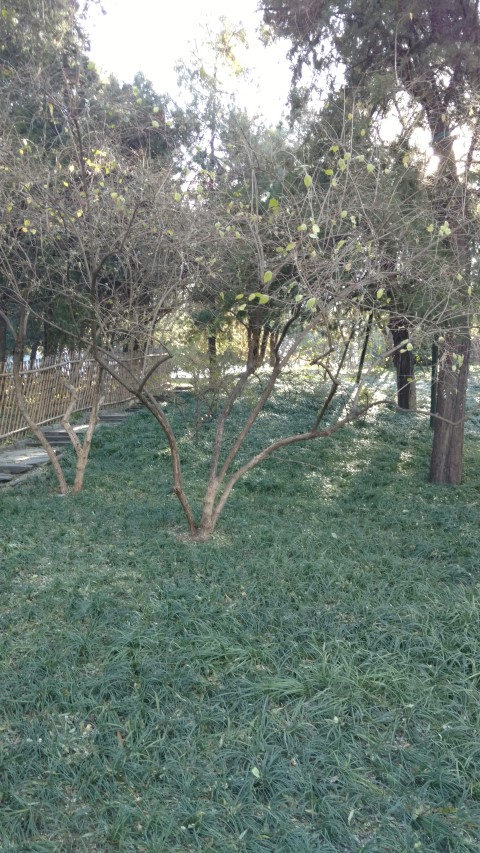 Lonicera maackii plantplacesimage20171123_095302.jpg