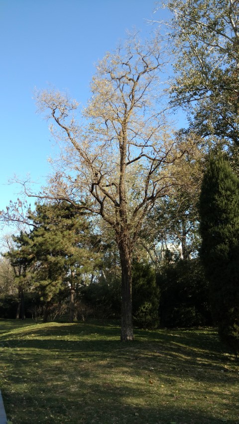 Ailanthus altissima plantplacesimage20171124_100513.jpg