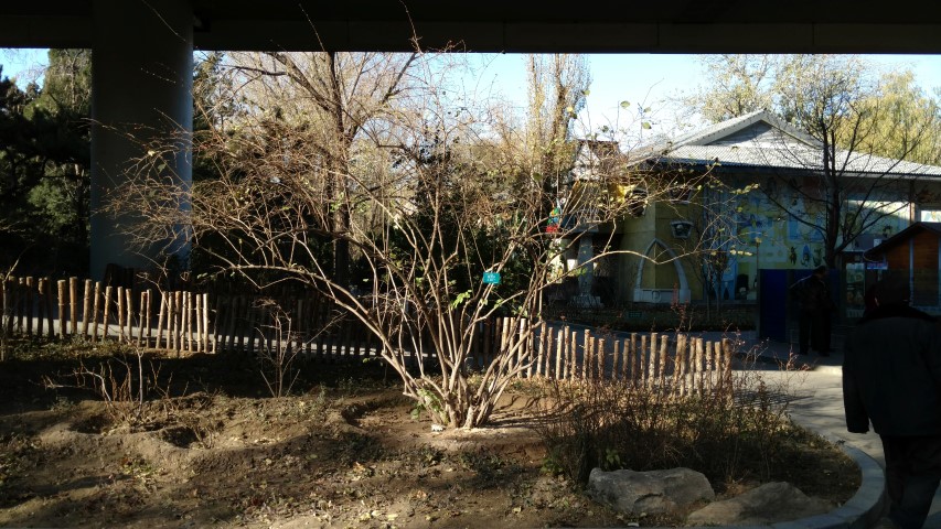 Lonicera maackii plantplacesimage20171124_101013.jpg