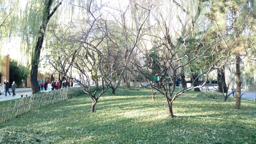 Prunus triloba plantplacesimage20171124_102415.jpg