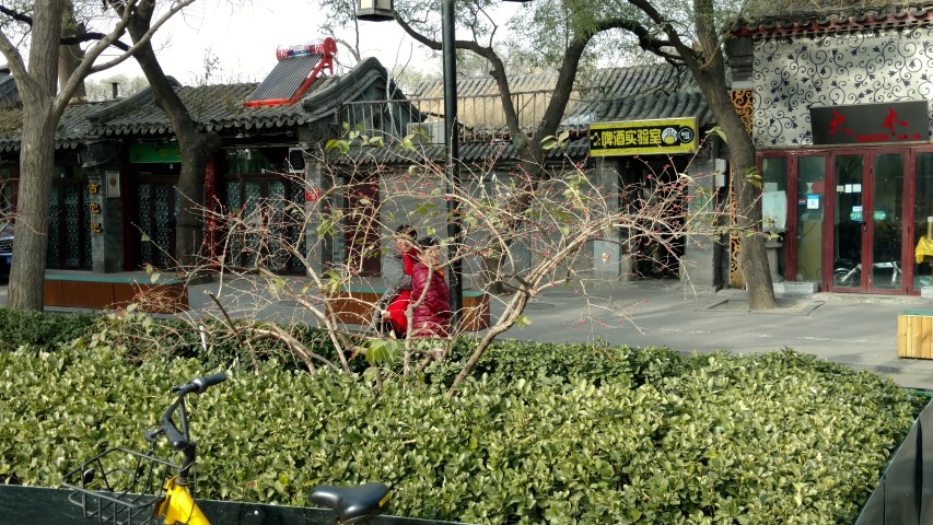 Lonicera maackii plantplacesimage20171125_120948.jpg
