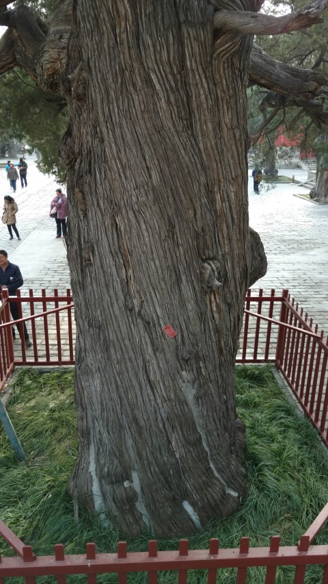 platycladus orientalis plantplacesimage20171125_131641.jpg