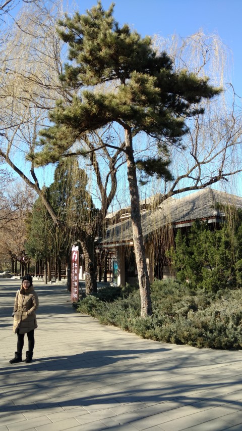 Pinus tabuliformis plantplacesimage20171126_125808.jpg