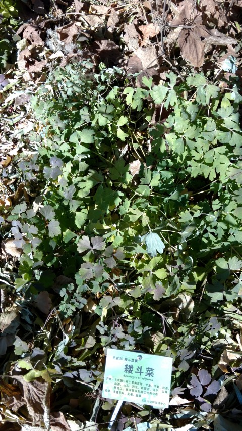 Aquilegia virdiflora plantplacesimage20171126_131546.jpg