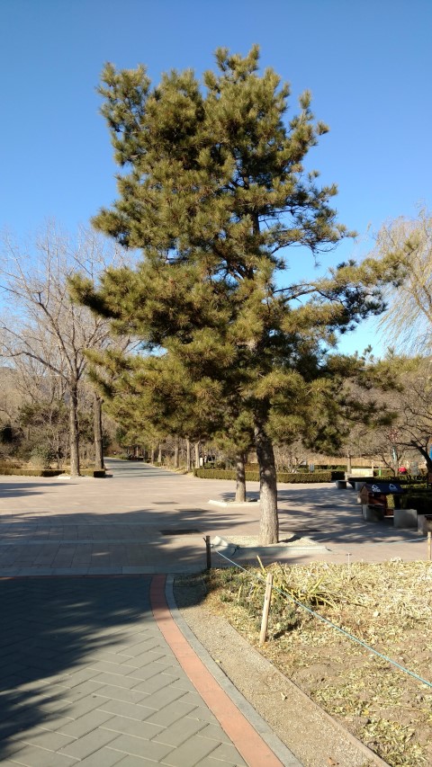 Pinus tabuliformis plantplacesimage20171126_131849.jpg