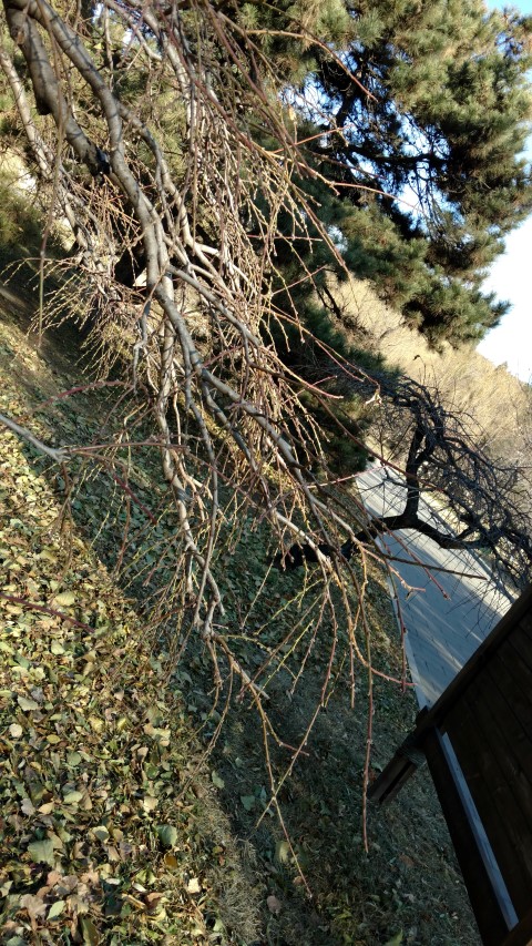 Prunus persica plantplacesimage20171126_140035.jpg