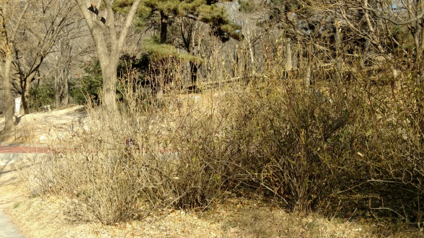 Forsythia suspensa plantplacesimage20171126_141854.jpg