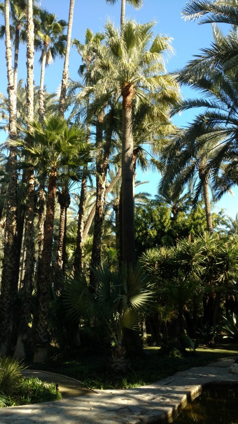 Picture of Washingtonia filifera California Fan Palm, Palmera Abanico de California