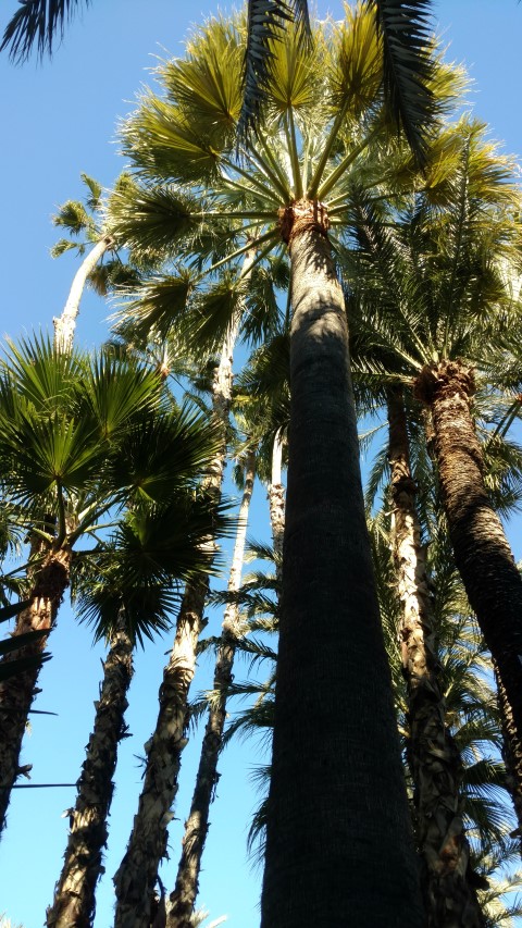 Picture of Washingtonia filifera California Fan Palm, Palmera Abanico de California