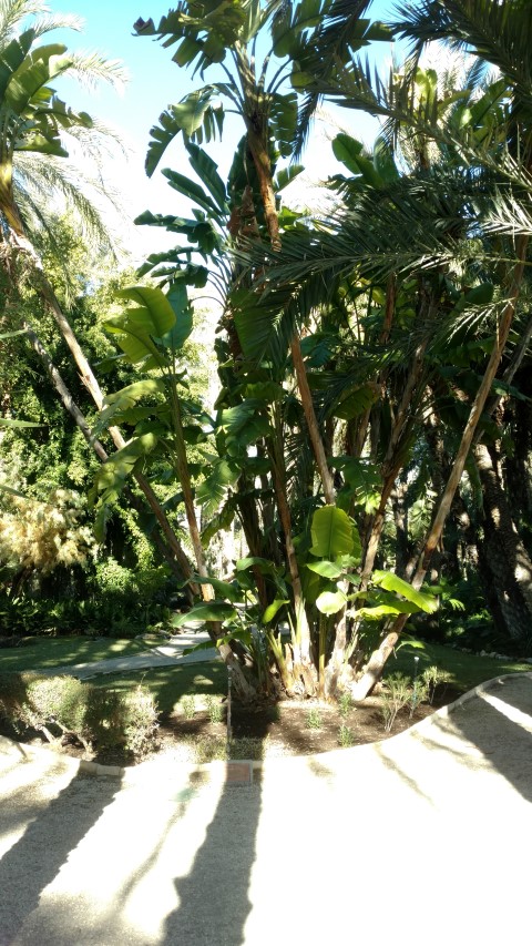 Picture of ruscus aculeatus satellite muizedoorn