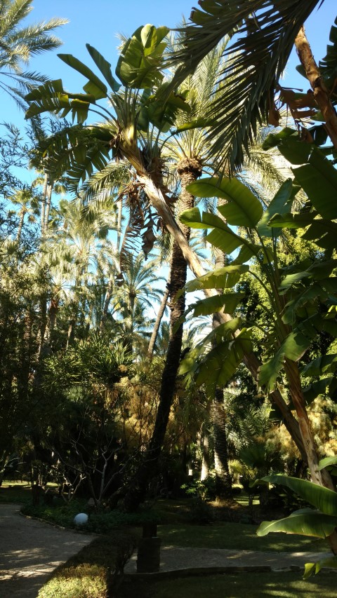 Picture of ruscus aculeatus satellite muizedoorn