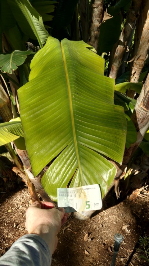 Picture of ruscus aculeatus satellite muizedoorn