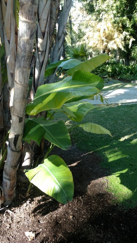Picture of ruscus aculeatus satellite muizedoorn